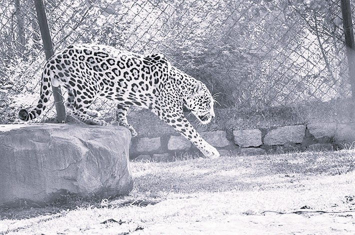 Three Big Cats Die at Tirupati Zoo Within a Month