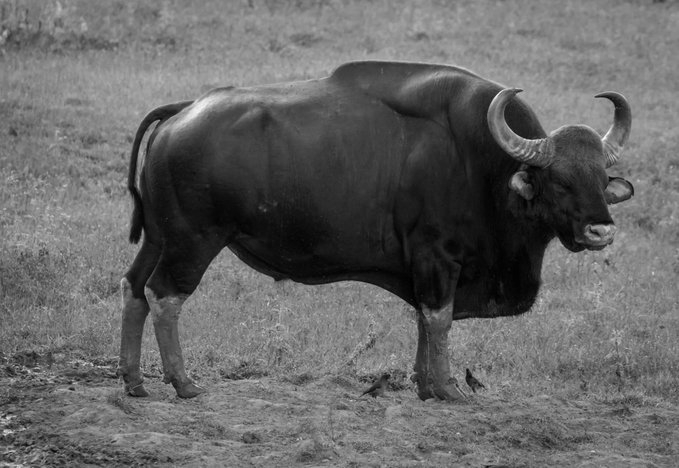 Gaur Attack Turns Tragic in Kerala, Residents Refuse to Cremate Bodies