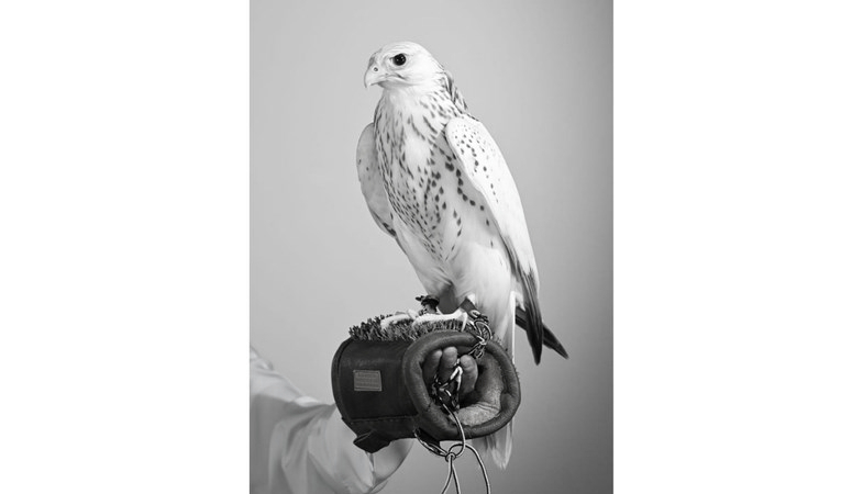 Ultra-White Gyr Falcon Chick Fetches Record Dh1.5 Million at Abu Dhabi Exhibition