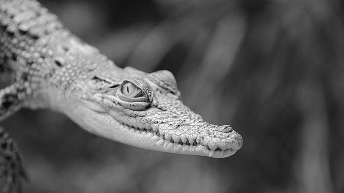 Tiny Crocs Take First Steps as Hundreds of Saltwater Hatchlings Emerge in Odisha’s Bhitarkanika