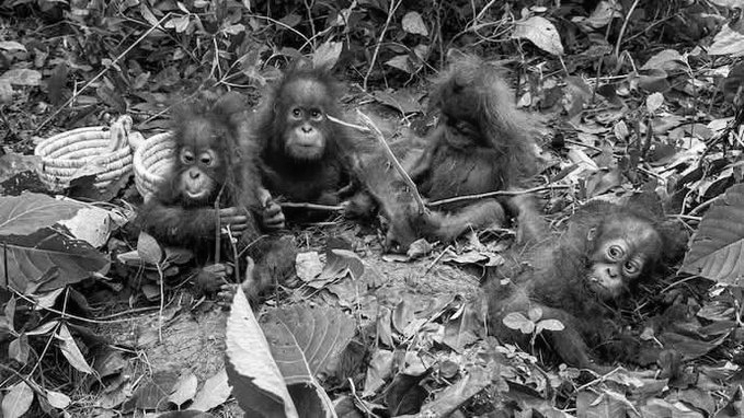 Indonesia Moves To Repatriate 5 Baby Orangutans From Odisha As Smuggling Probe Widens