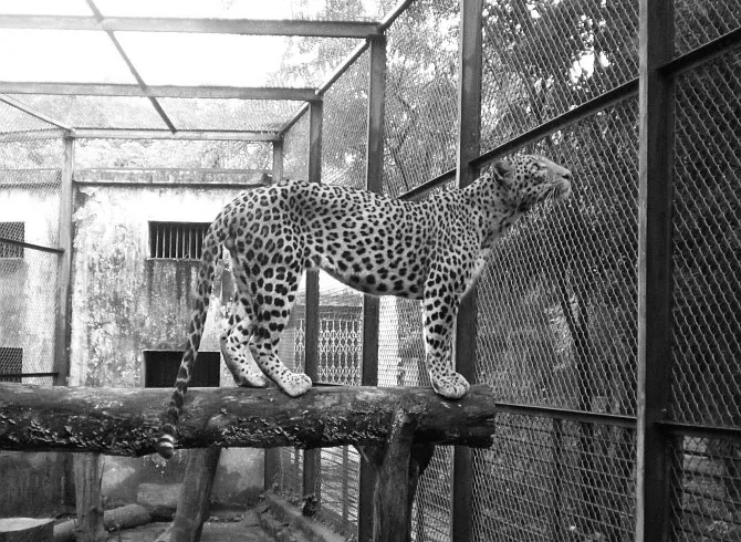 15 Leopards, 2 Crocodiles Rescued From Human Habitations In Bahraich