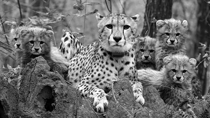 Project Cheetah At 4: From Return After 70 Years To A 52-Cheetah Population As India Eyes Expansion
