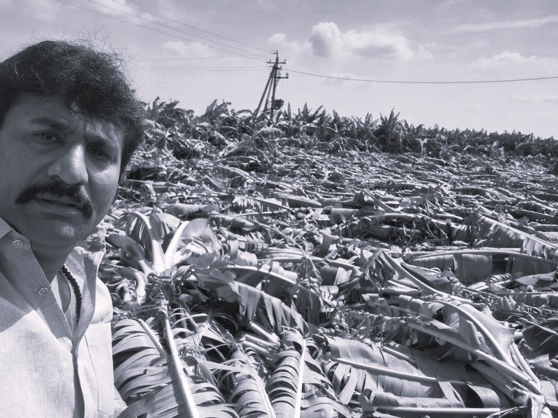 Heavy Rain, Strong Winds Flatten Banana Crop Across 100 Acres in Anantapur