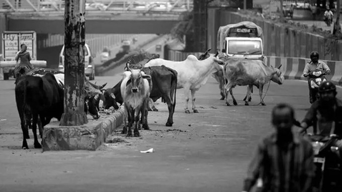 Who Will Pay ₹7,000 Crore? NHAI Takes Stray Cattle Shelter Order To Supreme Court