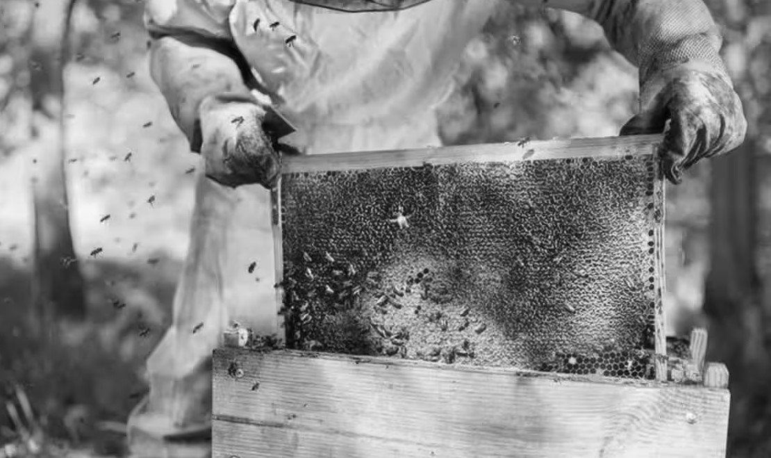 Small Hive Beetle Hits Kangra: HP Offers 30% Relief, Eyes BigBasket for Honey Sales
