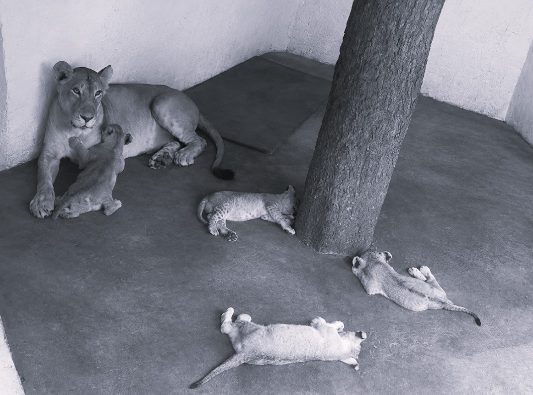 Four Asiatic Lion Cubs Born at Visakhapatnam Zoo