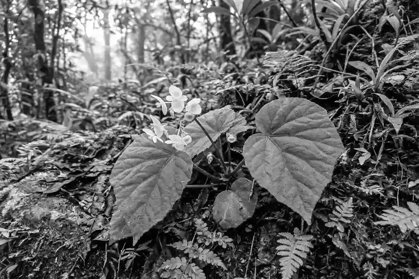 Begonia neelamorum: New Plant Species Found Along Arunachal’s Keyi River