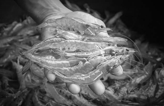 Aquapulse’s Farm-to-Market Shrimp Model Gains Global Recognition in Bangkok