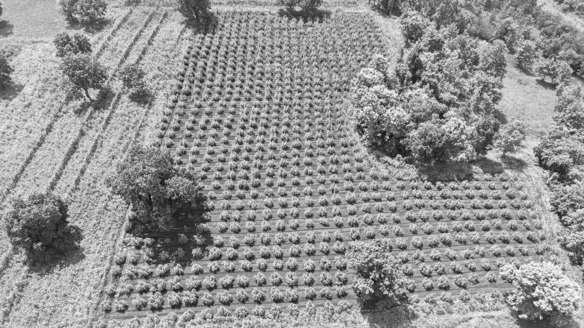 MP Police Seize 15,191 Ganja Plants Worth Rs 3 Crore Using Drones