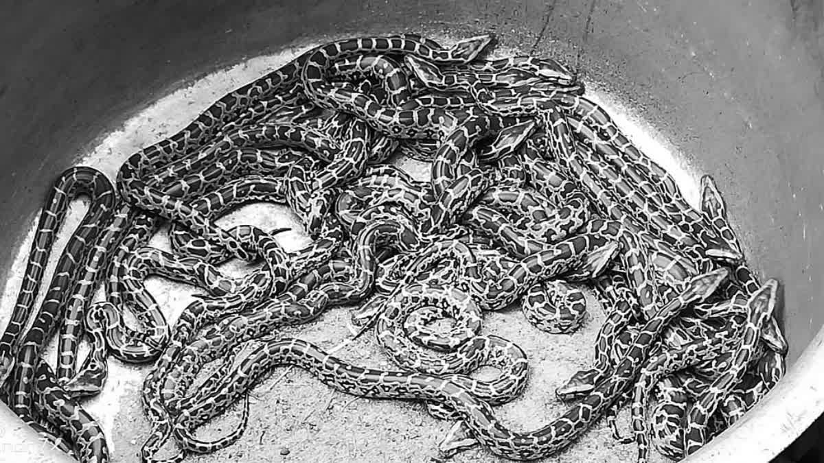 20 Rescued Pythons Found Dead Inside Well At Kerala Forest Department Premises In Kozhikode