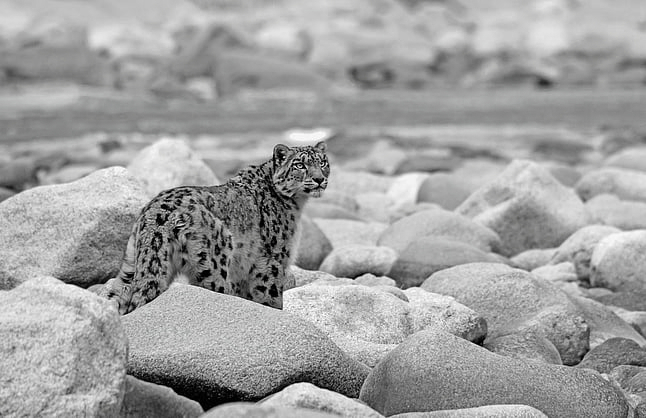 Snow Leopard Safaris Begin In Ladakh As UT Pushes Responsible Wildlife Tourism