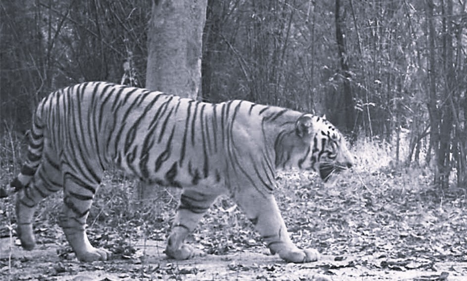 Tiger Spotted Near Chagallu, Pawan Kalyan Directs Officials to Ensure Public Safety