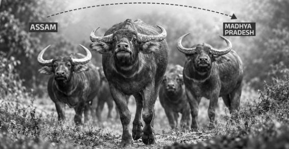 Wild Buffaloes Return to MP After a Century, State Targets 50 in Three Years
