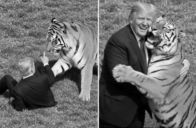 Trump Shares AI Tiger Video Hours After Fatal Attack At UK Wildlife Park