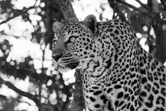 Two Leopard Attacks in 48 Hours, Six-Year-Old Boy Killed in UP's Dudhwa Buffer Zone