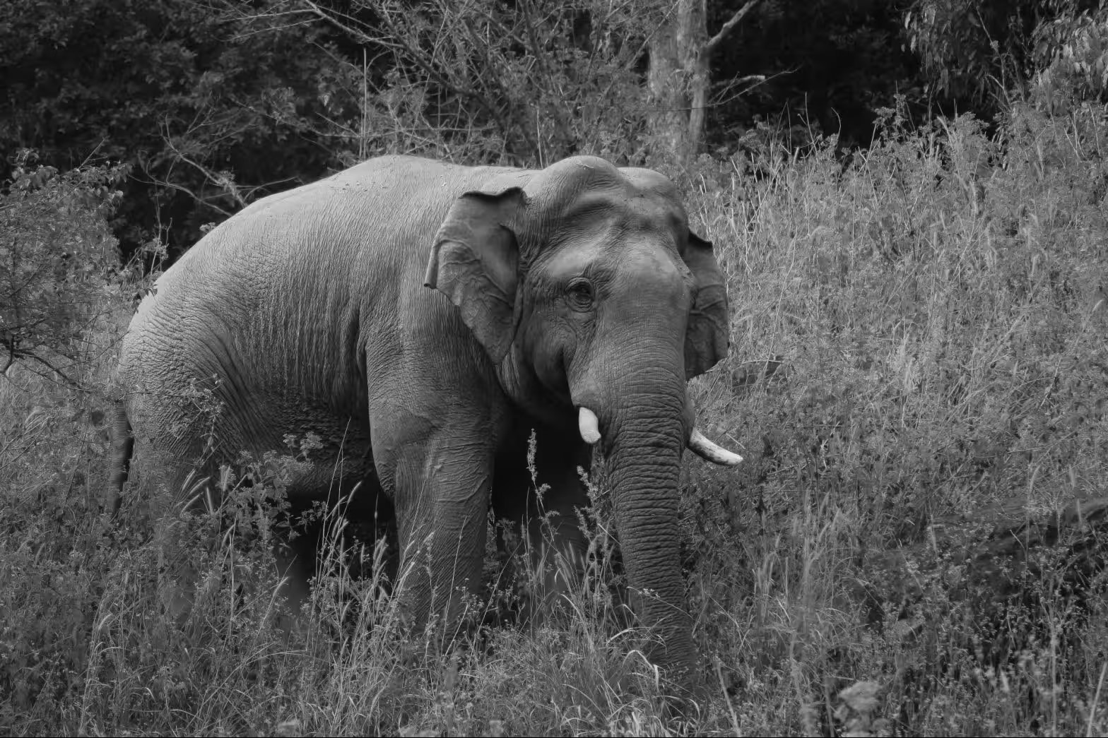 Idukki Hartal Highlights Growing Tensions Over Farmland, Forests and Elephant Corridors