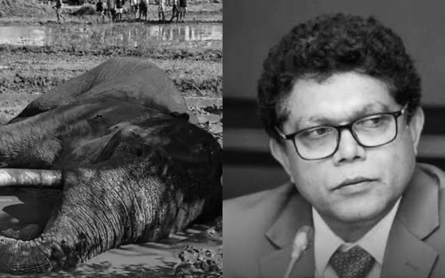 Sri Lanka Seeks Probe Into Possible Network Behind Iconic Elephant’s Death