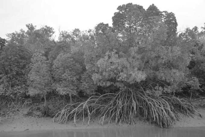 680 Mangroves to Be Permanently Lost as Thane Coastal Road-2 Gets MCZMA Nod
