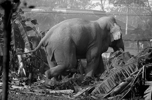 Keralam Doubles Compensation for Wildlife Crop Damage, Removes Payment Caps After 10 Years