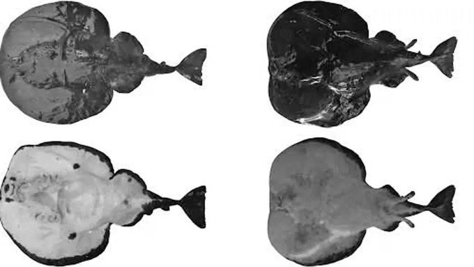 ZSI Scientists Discover Arabian Black Electric Ray in Indian Ocean