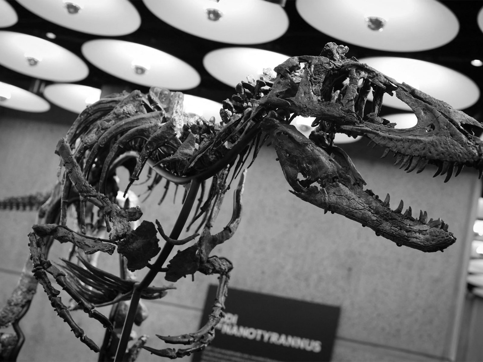 Rare Dinosaur Skeleton 'Jodi' Fetches Staggering USD 47.3 Million at Auction