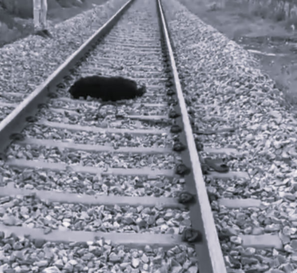 Pawan Kalyan Orders Wildlife Safety Measures After Bear Cubs Die in Train Collision