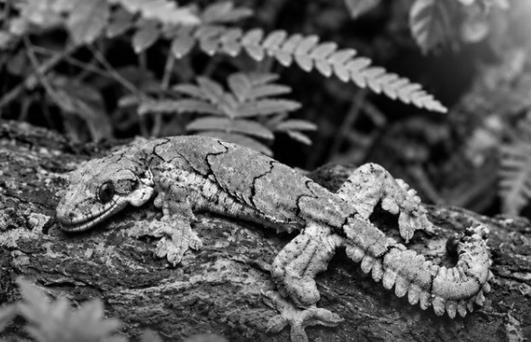 Assam’s Rocky Hills Reveal a New Lizard Species in Major Scientific Discovery